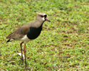 Southern Lapwing